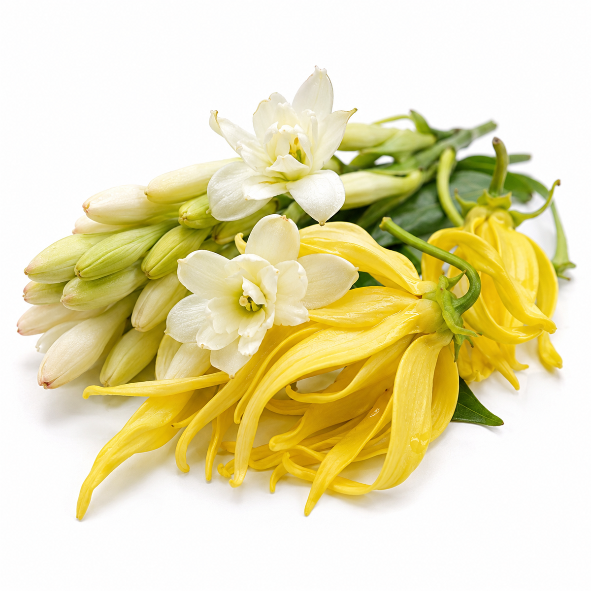 Citrus Nior